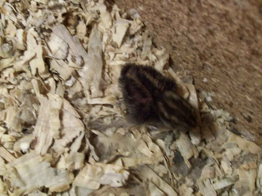 Button Quail eggs for sale BackYard Chickens Learn How to Raise